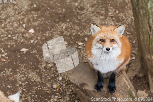 Image of Vulpes vulpes