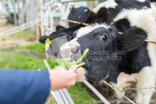 Image of Cow farm