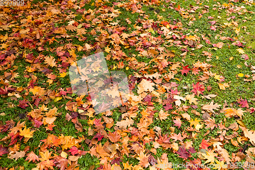 Image of Maple leaves on the ground