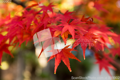 Image of Maple leaves in autumn