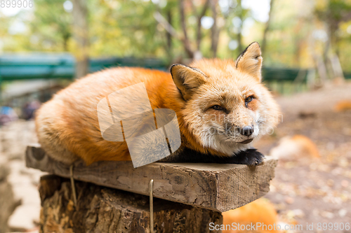 Image of Sleepy red fox at outdoor