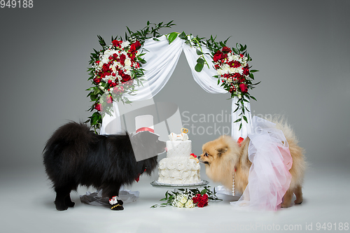 Image of dog wedding couple under flower arch