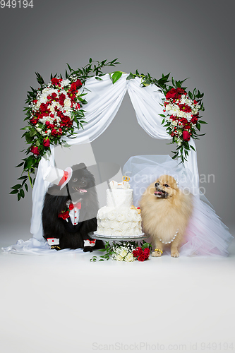 Image of dog wedding couple under flower arch