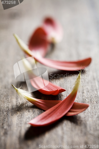 Image of red petals on wood