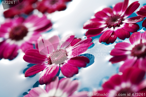 Image of floating flowers