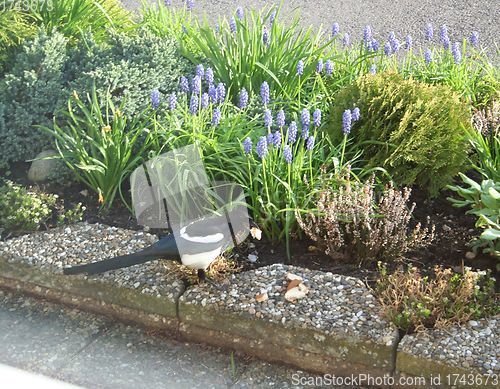 Image of Pica pica in front of flowerbed