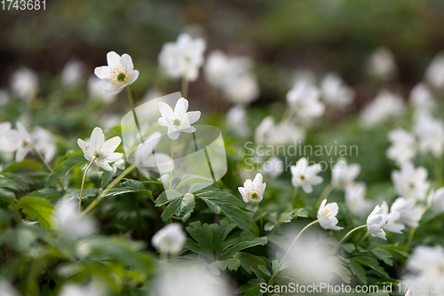 Image of  Wood anemone blooming in early spring