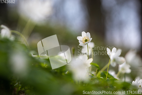 Image of  Wood anemone blooming in early spring