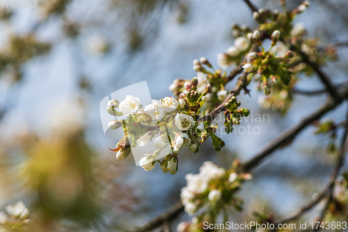 Image of Blooming twig of cherry tree 