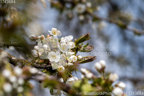 Image of Blooming twig of cherry tree 