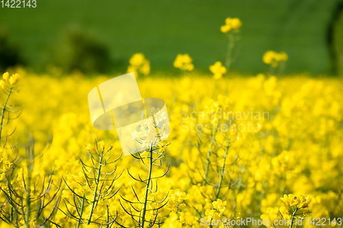 Image of rape field spring background