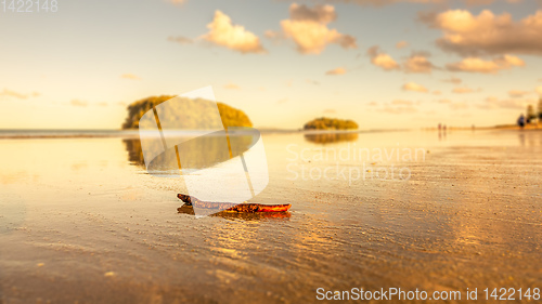 Image of small branch at Bay of Plenty beach New Zealand