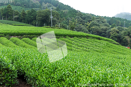 Image of Tea meadow