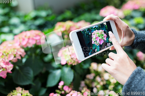 Image of Woman using cellphone to take photo on Hydrangea at garden