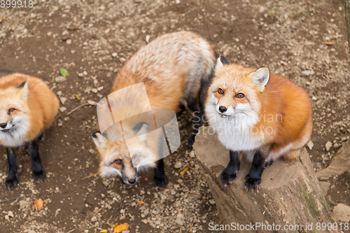 Image of Group of fox ask for food