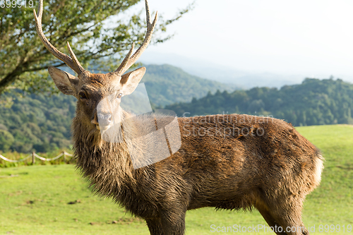 Image of Red Stag deer