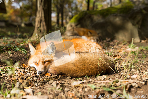 Image of Sleeping fox