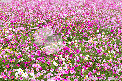 Image of Cosmos flower garden