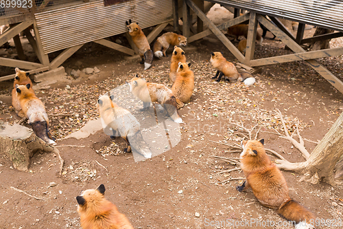 Image of Group of fox waiting for food