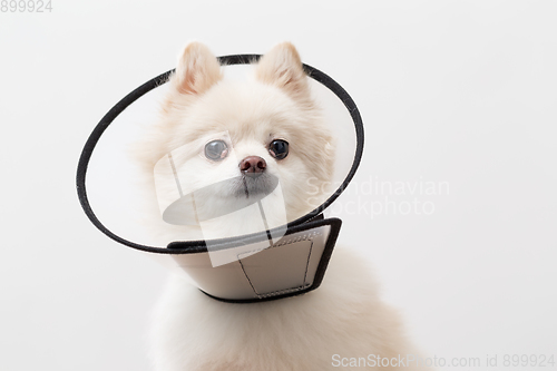 Image of Pomeranian wearing protective collar