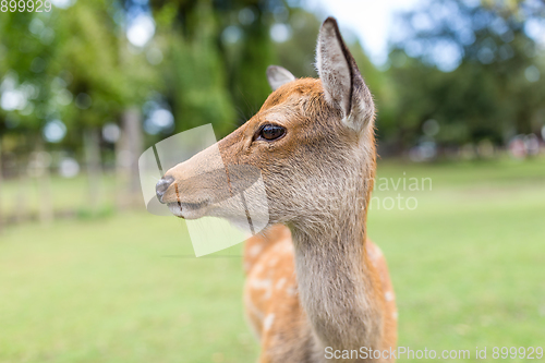 Image of Roe deer close up