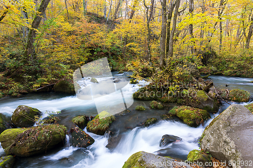 Image of Oirase Stream in autumn