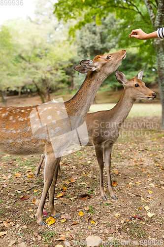 Image of Feeding deer