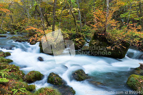 Image of Oirase Stream in autumn