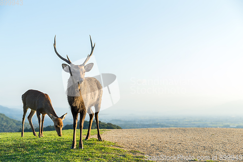 Image of Stag Deer