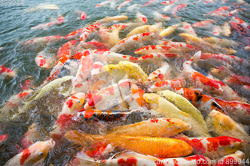 Image of Koi Carps Fish swimming