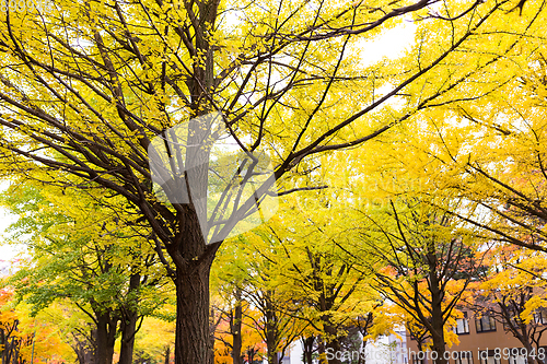 Image of Yellow gingko tree