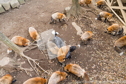 Image of Fox eating food