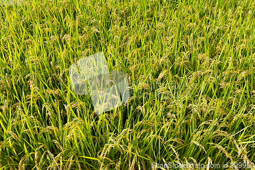 Image of Green Paddy Rice field