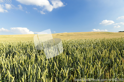 Image of green unripe cereal