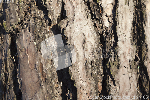 Image of Bark of pine
