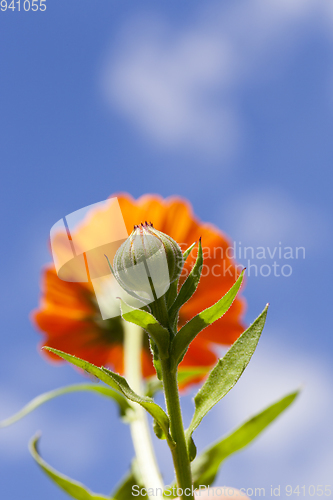 Image of Flower , close up