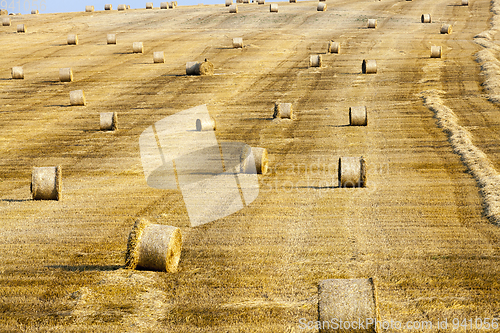 Image of field with bales of hay
