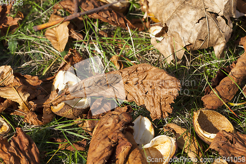 Image of ripe fruit chestnut