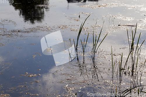 Image of Grass in the water