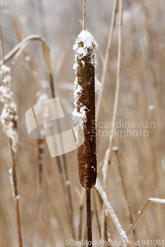 Image of Dry plants in winter