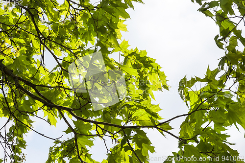 Image of Fresh green maple leaves