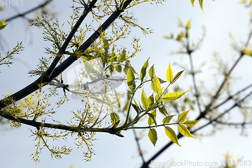Image of green tree