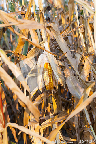 Image of ripe corn in the field