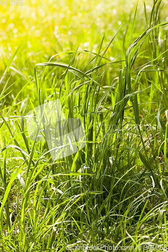 Image of green grass