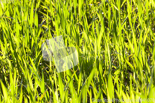 Image of green grass