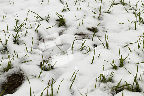 Image of wheat germ covered with snow closeup