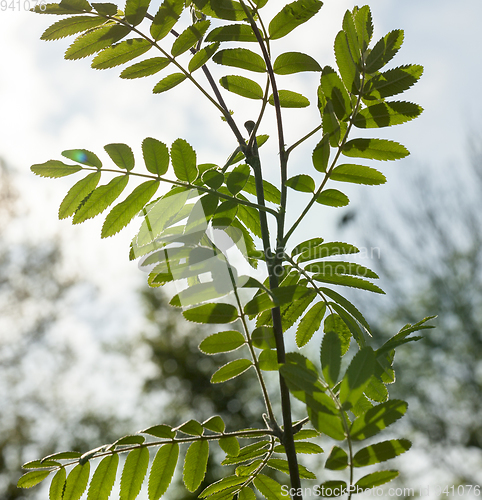 Image of green fresh leaves