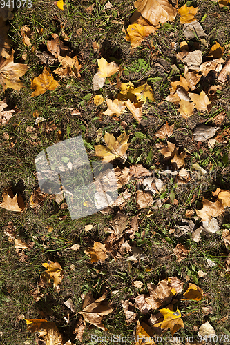 Image of Yellow foliage, autumn