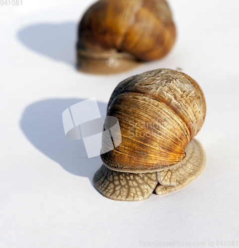 Image of snail in the garden