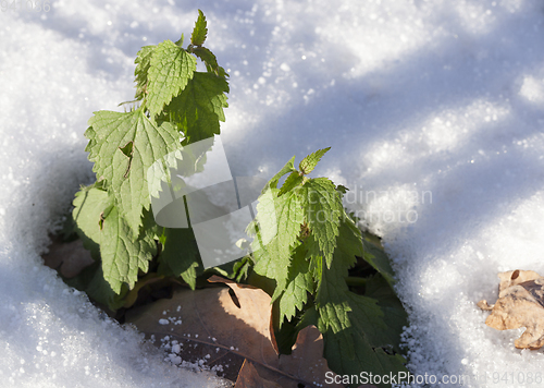 Image of Winter time, close-up